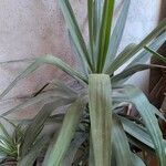 Yucca aloifolia Fuelha