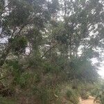 Melaleuca armillaris Elinympäristö