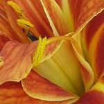 Hemerocallis fulva Цветок