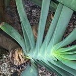 Kumara plicatlis Habit