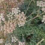 Seseli gummiferum 花