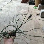 Tillandsia bulbosa Hoja