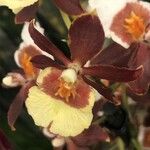Oncidium crocidipterum Flor