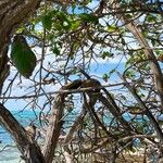 Cordia sebestena Lapas