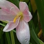 Hesperantha coccinea Flor