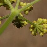 Lomatium triternatum Flower