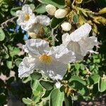 Cordia boissieri Cvet