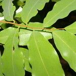 Oxandra venezuelana Hoja