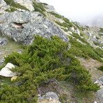 Juniperus indica Other