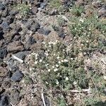 Frankenia ericifolia Hábito