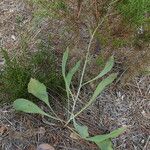 Bupleurum rigidum Habitatea