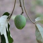 Schinziophyton rautanenii Fruto