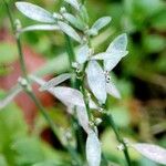 Polygonum arenastrum Hoja