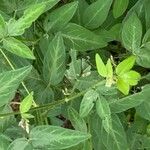 Desmodium paniculatum Leaf