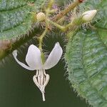 Miconia crenata Kvet