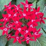 Pentas lanceolata Çiçek