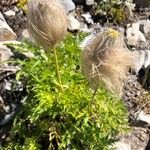 Anemone alpina Frugt