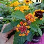 Lantana camaraVirág