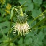 Cirsium erisithales Blomma