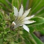 Scaevola montana Blüte