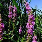 Lythrum salicaria Fiore