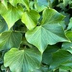 Hedera colchica ഇല