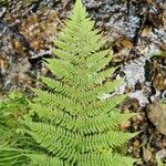 Dryopteris expansa Leaf