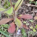 Myosotis ramosissima Leaf