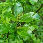 Salix glabra Frunză