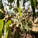 Eucalyptus camaldulensisOwoc