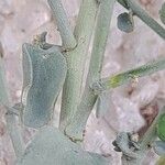 Andrachne telephioides خشب