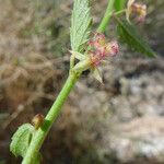 Ayenia compacta Bark