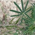 Lupinus angustifolius Leaf