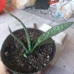 Gasteria obliqua ᱥᱟᱠᱟᱢ