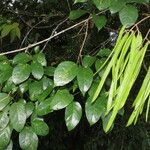 Martinella obovata Leaf