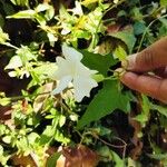 Thunbergia fragrans Φύλλο