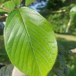 Prunus × yedoensis পাতা