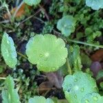 Hydrocotyle americana 葉