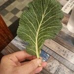 Brassica oleracea List
