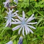 Lactuca plumieri 花