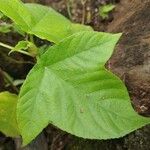 Passiflora manicata Fulla