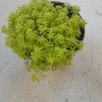 Sedum japonicum Lapas