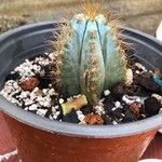 Pilosocereus pachycladusFolla