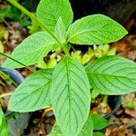 Ruellia elegans Fuelha