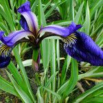Iris spuria 花