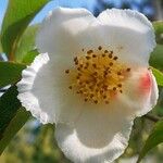 Stewartia rostrata Flower