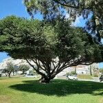 Melaleuca armillaris Vekstform