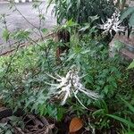 Orthosiphon aristatus Virág