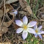 Crocus carpetanus Квітка