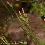 Carex mairei Flower